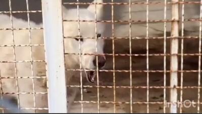 وضعیت دردناک یک گرگ در یک باغ‌وحش در استان فارس+فیلم