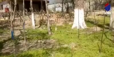 زاکانی این ویدئو را ببیند؛ وجود ۴۰ درخت تنومند و ۶۰ نهال در محل ساخت مسجد در پارک قیطریه