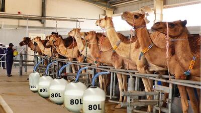 (ویدئو) فرآیند پیشرفته پرورش، غذادهی، شیردوشی و فرآوری شیر هزاران شتر در دبی