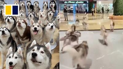 (ویدئو) فرار هیجان انگیز ۱۰۰ سگ هاسکی از یک کافه!