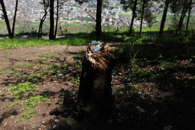 وضعیت اسفبار جنگل‌های گلستان پس از تعطیلات نوروزی | تصاویر