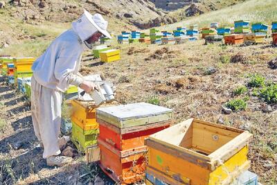 طعم شیرین اقتصاد مقاومتی زنجان با عسل‌های طبیعی