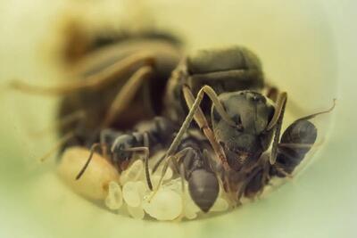 چرا مورچه‌های ملکه فرزندانشان را می‌خورند؟ - زومیت