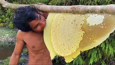 برداشت کندوی عسل وحشی در جنگل‌های اکوادور توسط یک شکارچی (فیلم)