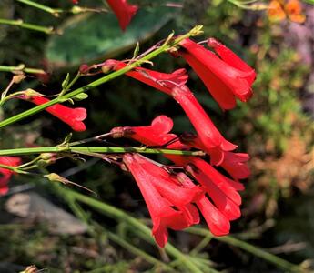 معرفی گیاه روسلیا، گل مرجانی زیبا