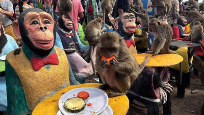 حمله میمون ها به مردم شهر تایلند / میمون ها مزاحم روانه زندان می شوند + فیلم