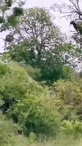 پرش حیرت‌انگیز یک پلنگ برای شکار میمون روی درخت