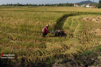 سالانه ۳ میلیون تن برنج مورد نیاز کشور است