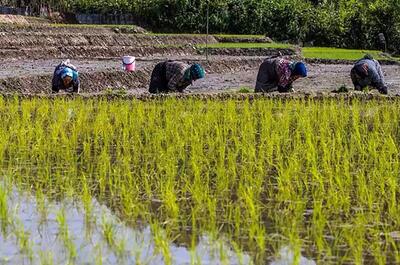کارنامه جدید ایران در تولید برنج / به واردات برنج نیاز داریم