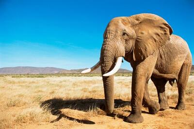 حمله وحشتناک فیل خشمگین به خودروی گردشگران (فیلم)