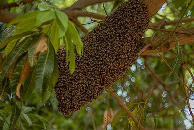 فرآیند برداشت عسل وحشی از جنگل های اندونزی (فیلم)