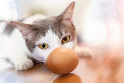 آیا می توانیم به گربه خود تخم مرغ بدهیم؟