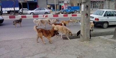 یک قلاده سگ ولگرد در شهرهای اشکذر و زارچ یزد ۱۶ نفر را راهی بیمارستان کرد