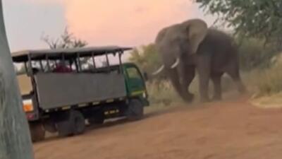 ببینید / کشته شدن یک گردشگر آمریکایی توسط یک فیل خشمگین