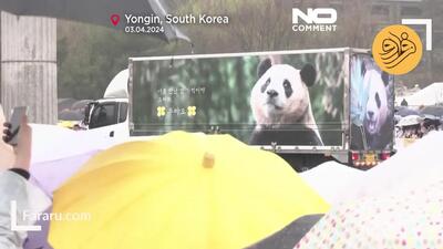 (ویدئو) بدرقه پاندای محبوب با چشمانی اشک‌بار در کره جنوبی