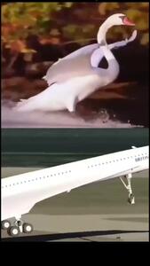 (ویدئو) شباهت جالب هواپیمای کنکورد و قو