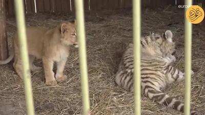 (ویدئو) گیر افتادن حیوانات یک باغ وحش در سیل
