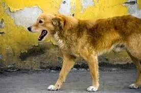 یک قلاده سگ بلاصاحب در شهرهای اشکذر و زارچ یزد ۱۶ نفر را راهی بیمارستان کرد