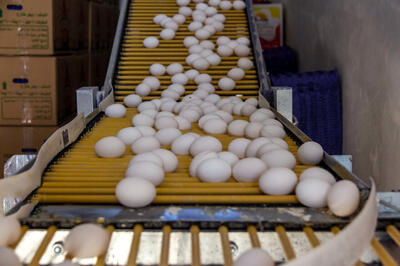 کاهش قیمت تخم مرغ در بازار