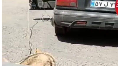 آزارگر حیوانات فومنی بازداشت شد