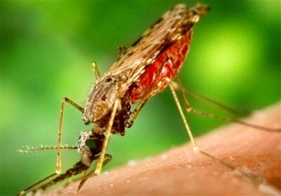 شناسایی ‌دو مبتلا به مالاریا در غرب اهواز