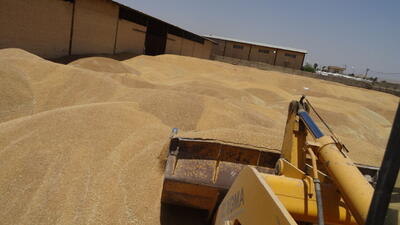 لزوم توجه ویژه به زمان آبیاری و میزان رطوبت برای برداشت گندم در استان‌های معتدل - سایت خبری اقتصاد پویا