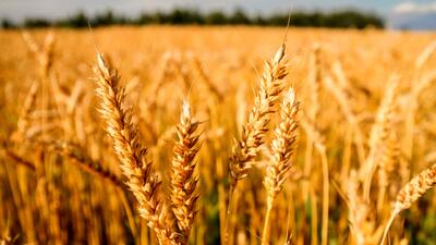 پیش‌بینی تولید 36 هزار تن گندم در خرمشهر