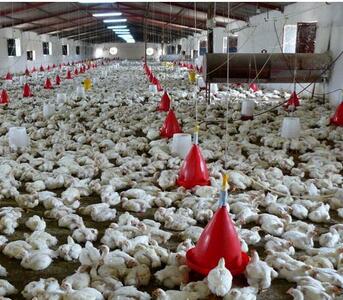 بیش از دو هزار تن گوشت مرغ در استان بوشهر توزیع شد