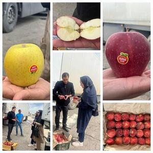 صادرات محموله‌های سیب درختی از پایانه مرزی اینچه برون