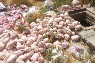 کشف و ضبط ۹۰۰ کیلوگرم مرغ و آلایش فاسد در سبزوار