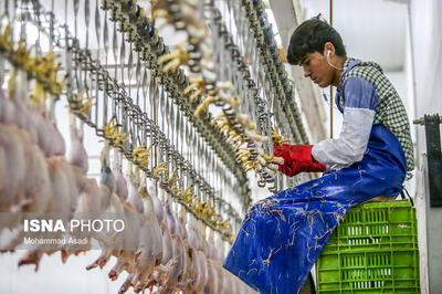 مازاد تولید مرغ داریم/ چرا صادرات به درستی انجام نمی‌شود؟