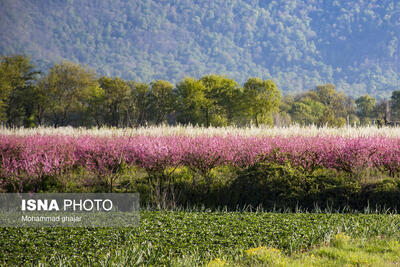 شکوفه های بهاری در باغ های میوه استان گلستان