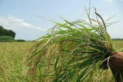 کنترل علف‌های هرز با هدف افزایش تولید گندم در کبودراهنگ