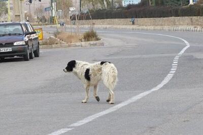 یک سگ ولگرد در یزد ۱۶ نفر را راهی بیمارستان کرد