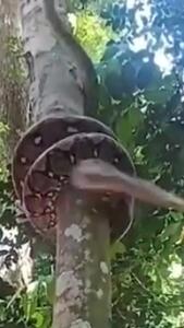 ببینید / توانایی شگفت انگیز مار پیتون در بالا رفتن از درخت + فیلم
