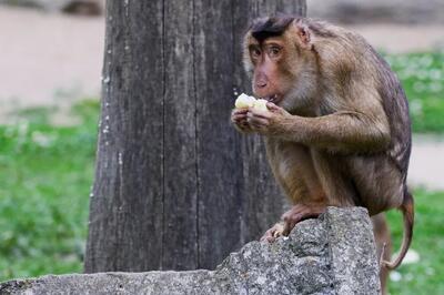 اولین مورد انسانی ویروس میمون در هنگ کنگ شناسایی شد | خبرگزاری بین المللی شفقنا