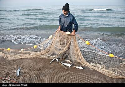 پایان فصل صید ماهیان استخوانی دریای خزر - تسنیم