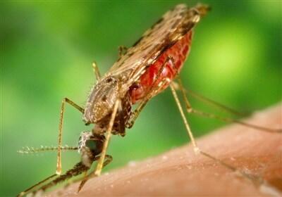 شناسایی 2 فرد مبتلا به مالاریا در اهواز - تسنیم
