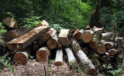 فیلم| قطع درختان الیمالات با مجوز سازمان آب