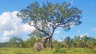 قدرت فیل در سرنگون کردن یک درخت