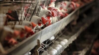 صادرات بیش از ۳۳۰ هزار قطعه مرغ زنده به افغانستان