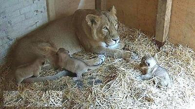 (ویدئو) تولد سه توله شیر آسیایی در خطر انقراض