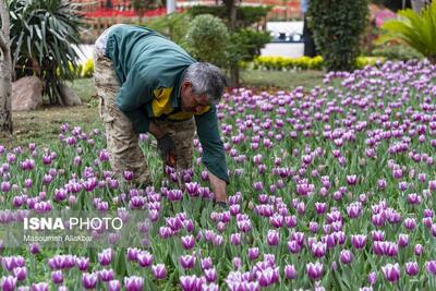 (تصاویر) آماده سازی باغ گل جشنواره لاله های کرج