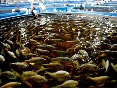 تولید 10 هزار تن ماهیان پرورشی در استان مرکزی هدف‌گذاری شد