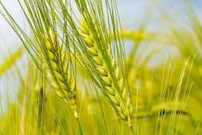برآورد تولید بیش از یک میلیون تن گندم در کرمانشاه/ آغاز برداشت از یک ماه دیگر