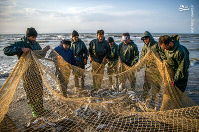 عکس/ آخرین روز صید ماهی‌های استخوانی در مازندران