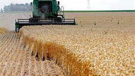 گندمکاران خوزستانی پولدار شدند! / کشاورزان بخوانند