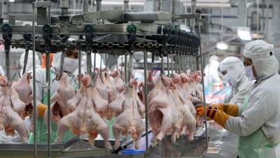 افزایش تولید گوشت مرغ در لرستان به ۹۳هزار تن