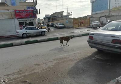کاهش ۱۸ درصدی تردد سگ‌های ولگرد در تهران؟! - شهروند آنلاین