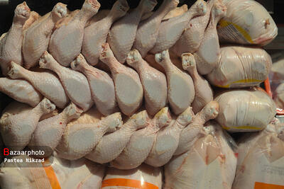 صادرات مرغ حداقل ۶۰۰ میلیون دلار ارزآوری دارد